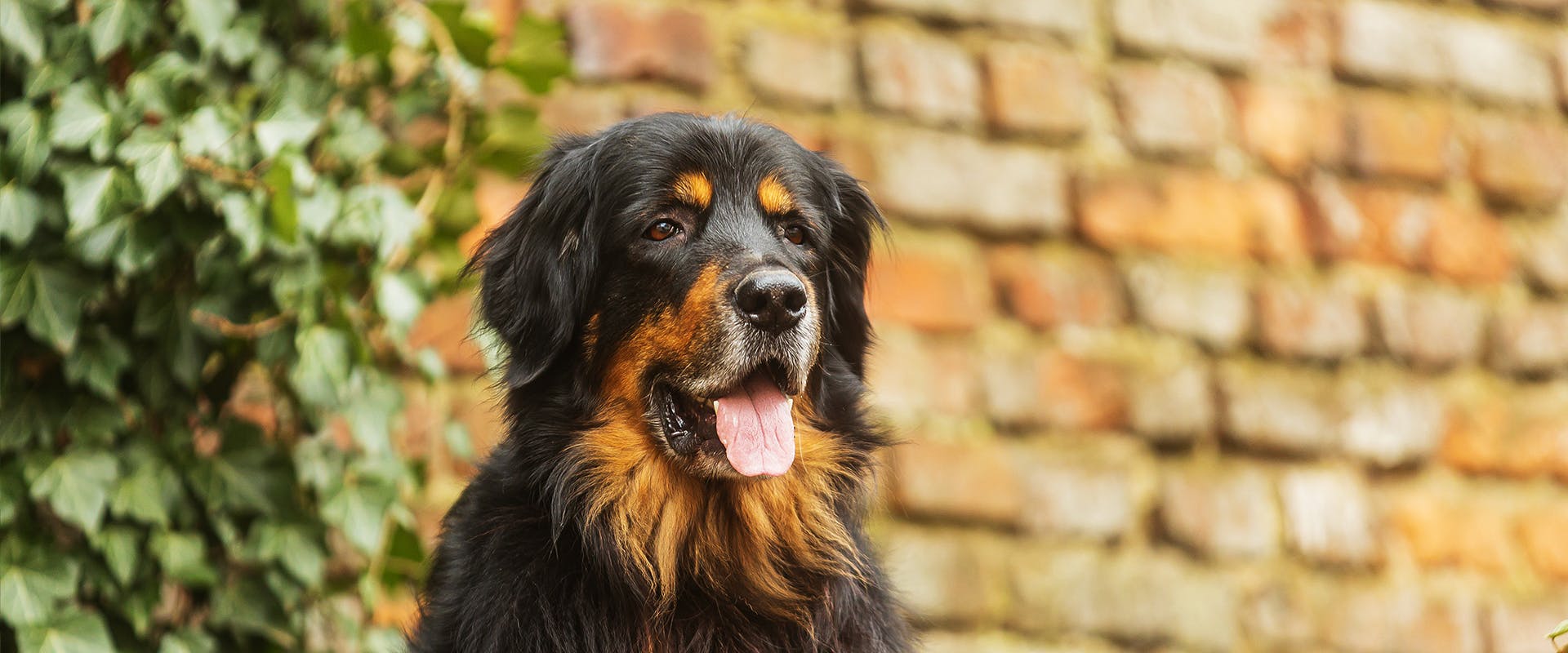 Is english ivy 2024 toxic to dogs